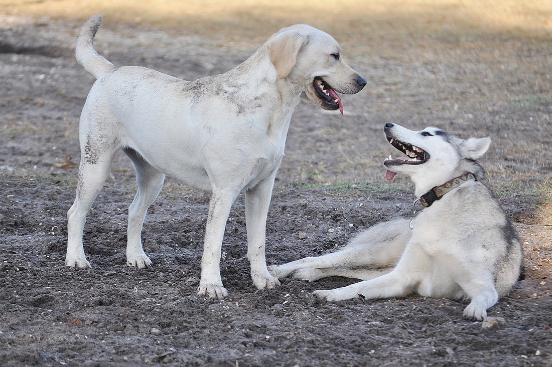 Dogs roll in the dirt at Sarasota CountyÃ¢â‚¬â„¢s 17th Street Paw Park. Photo by Mallory Gnaegy.