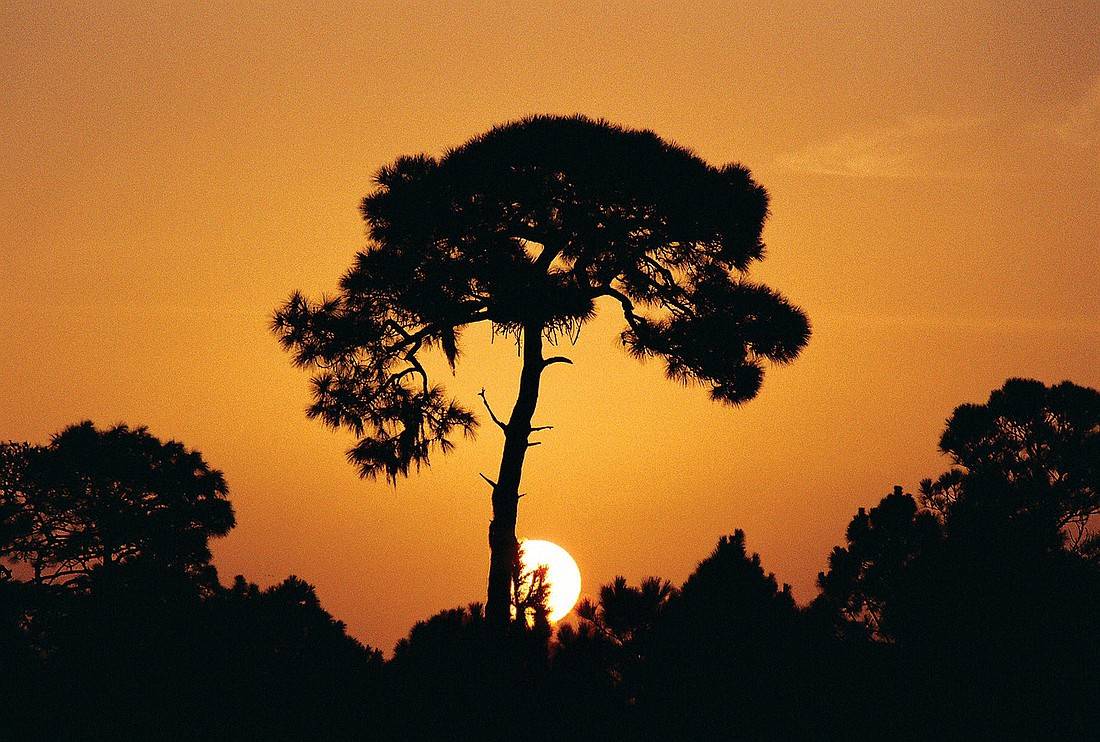 John Greco submitted this sunrise photo, taken at Oscar Scherer State Park.