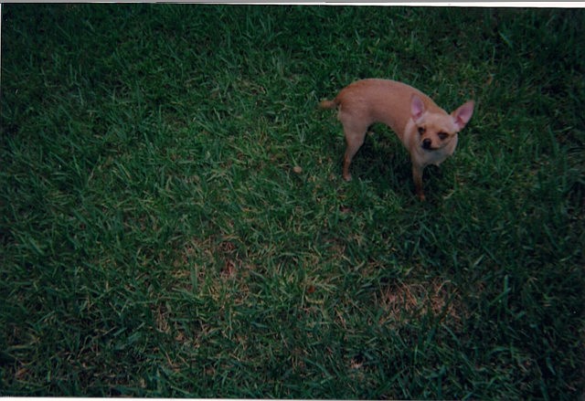 Grace, their 7-year-old yellow Chihuahua, has been missing since Thursday night.