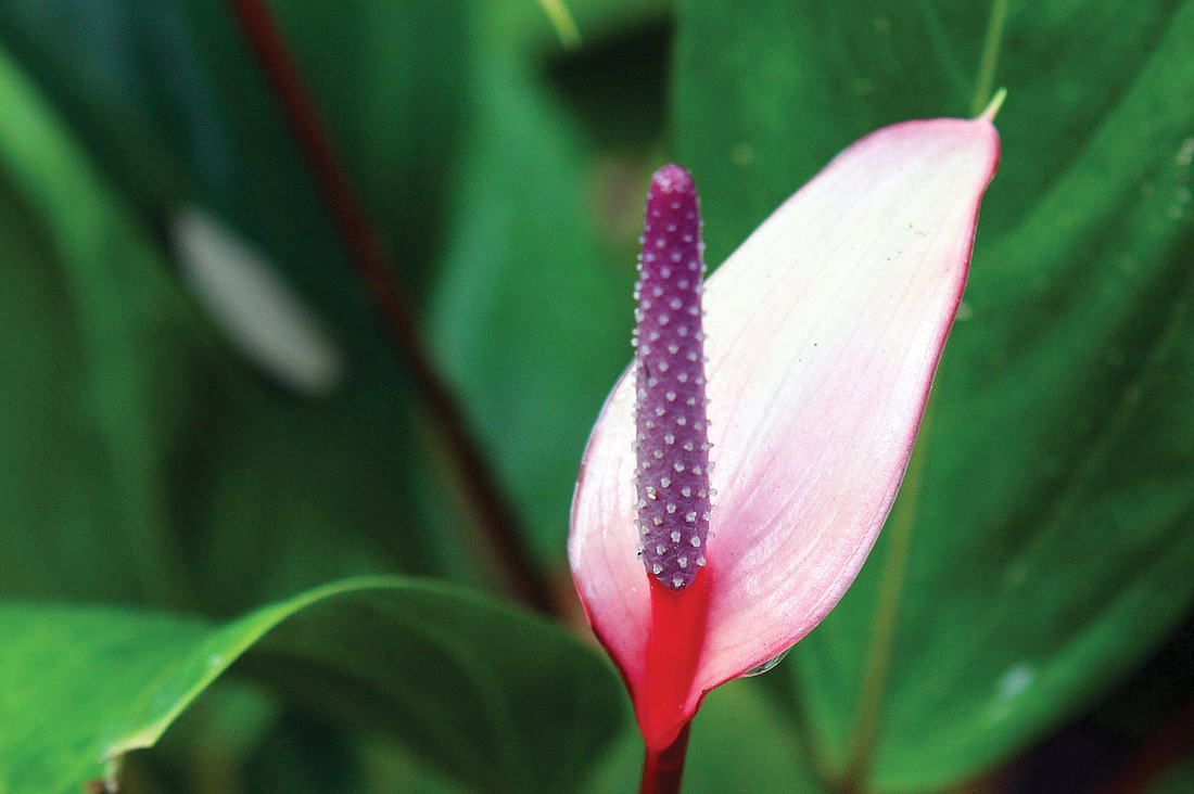 Calla lily. Photos by Rachel S. O'Hara