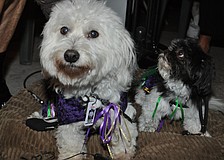 Bugsy and Ceili dressed for the occasion