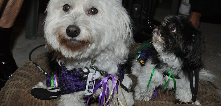 Bugsy and Ceili dressed for the occasion