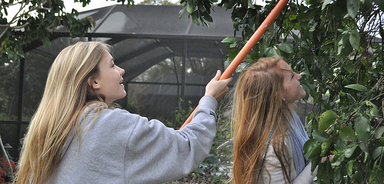 Grace Connett and Jane Early of the Pine View Key Club joined the Kiwanis Club to glean fruit trees.