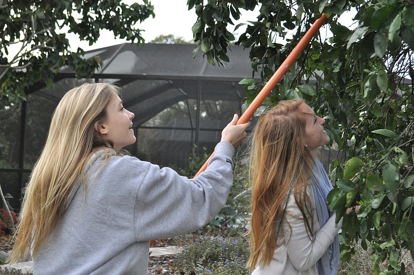 Grace Connett and Jane Early of the Pine View Key Club joined the Kiwanis Club to glean fruit trees.