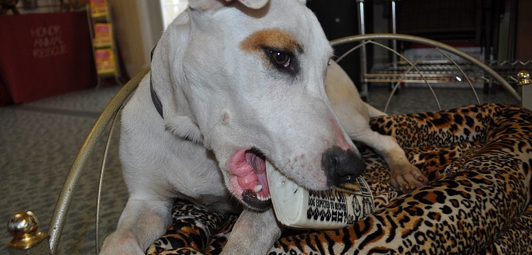 Patches is one of many dogs available for adoption at Honor Animal Rescue. The mixed-breed dog is deaf and rescue volunteers are seeking a special home for him.