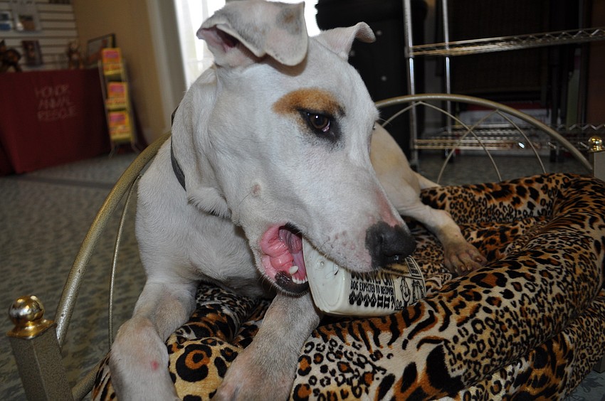 Patches is one of many dogs available for adoption at Honor Animal Rescue. The mixed-breed dog is deaf and rescue volunteers are seeking a special home for him.