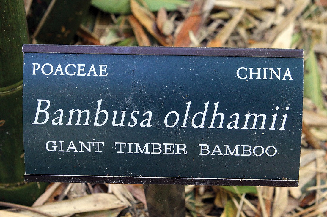 The Giant Timber Bamboo is originally from China. Photos by Rachel S. OÃ¢â‚¬â„¢Hara