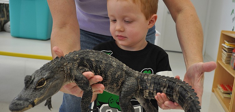 Aiden Buck, 3, was enthralled with the animals.