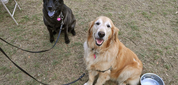 Mama Bear and Jenna hang out during the Sarasota Chamber of Commerce Yappy Hour, Thursday, March 15, at Critical Care and Veterinary Specialists of Sarasota.