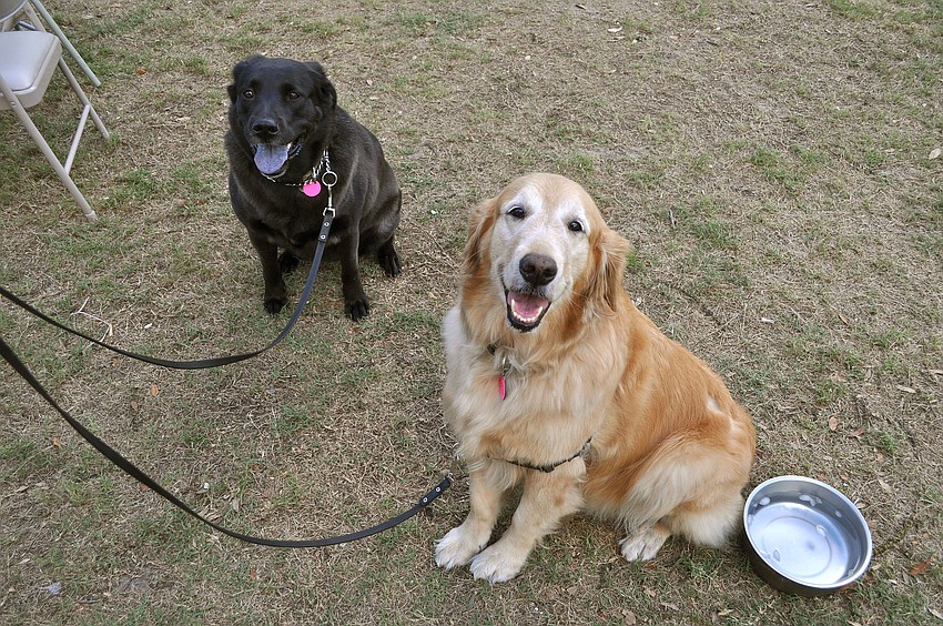 Mama Bear and Jenna hang out during the Sarasota Chamber of Commerce Yappy Hour, Thursday, March 15, at Critical Care and Veterinary Specialists of Sarasota.