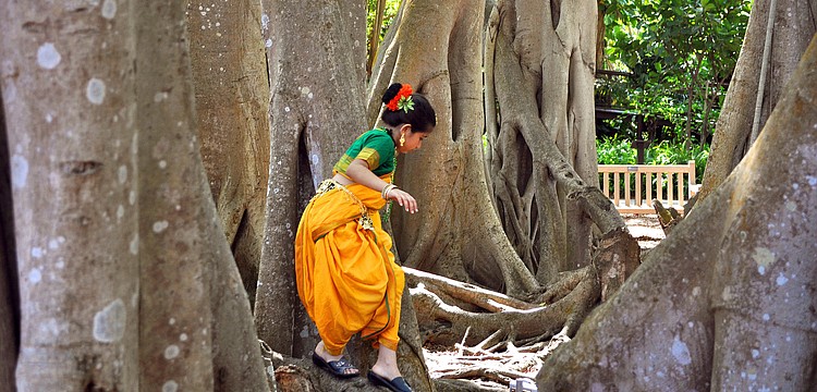 Vaishnavi Jayakumar, 9, plays in one of the Banyan trees after performing, Saturday, March 17, during the Selby Gardens 7th Annual Asian Cultural Festival