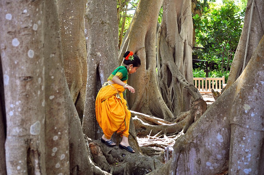 Vaishnavi Jayakumar, 9, plays in one of the Banyan trees after performing, Saturday, March 17, during the Selby Gardens 7th Annual Asian Cultural Festival