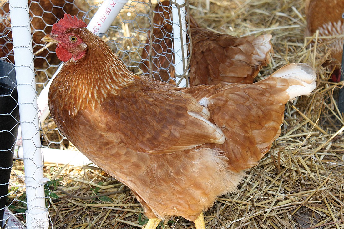 Residents will begin receiving their chickens next week. File photo.