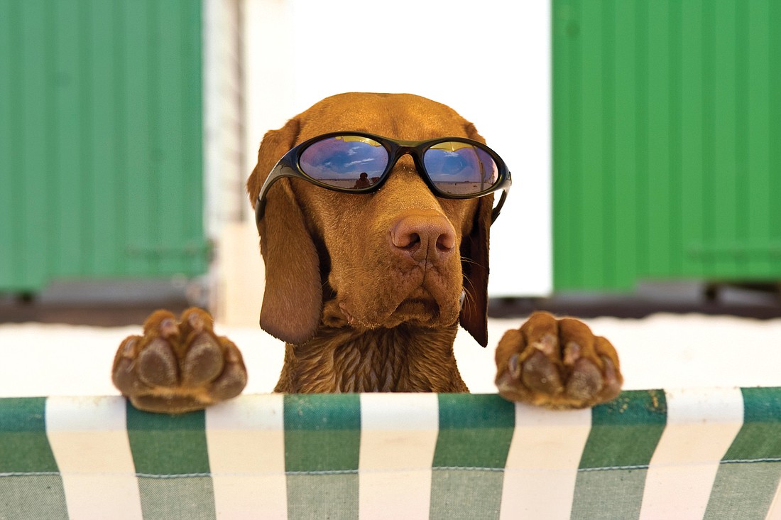 Doggie sunglasses will be available for purchase at the Siesta Key pavilion. Courtesy photo.