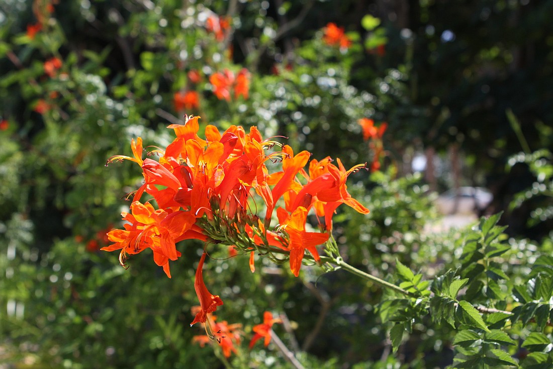  Cape honeysuckle