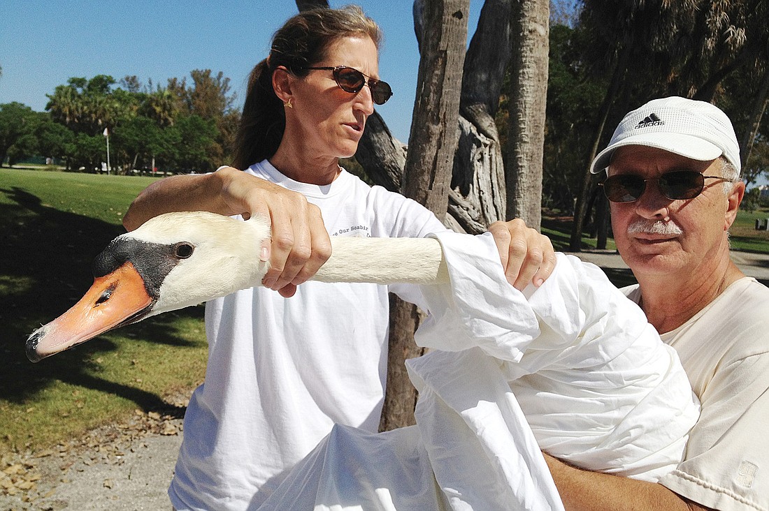 Cyndi Seamon and David Novak gently rescue Vickie to take her to Save Our Seabirds. Photos courtesy of Cynthia Schneier.