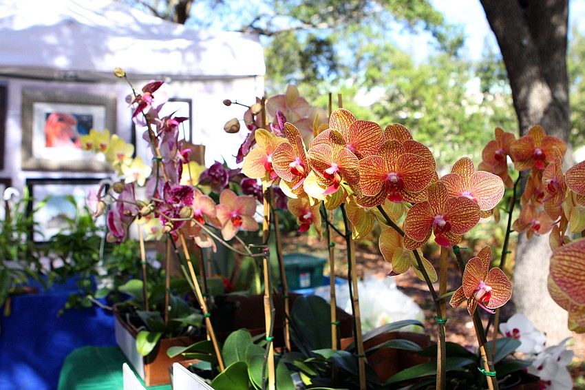 Beautiful orchids were sold by Wanger Enterrpises at the 14th annual Downtown Sarasota Art in the Park at Five Points Park.