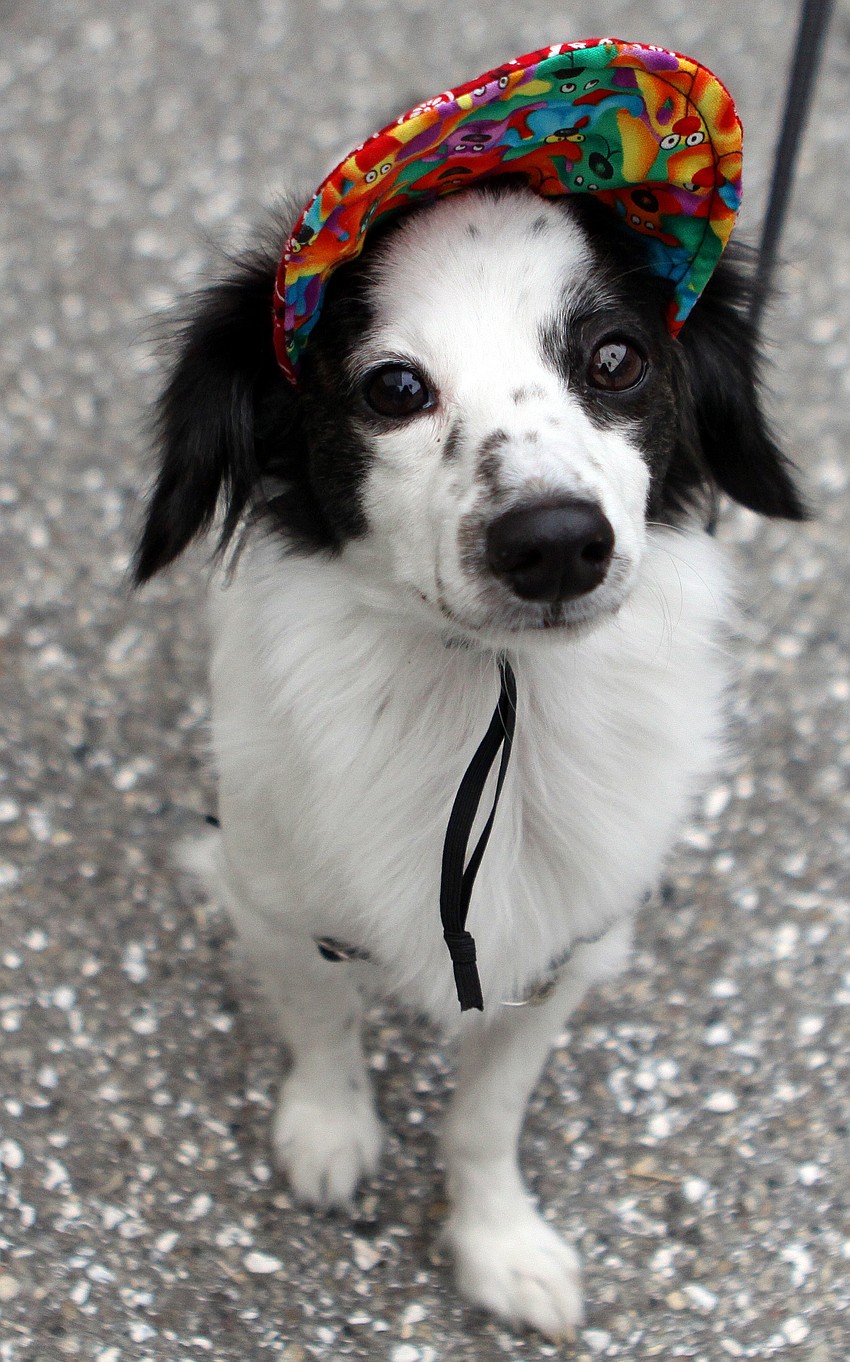 Tango had a good time walking around with his owners, Sunday, Feb. 19.