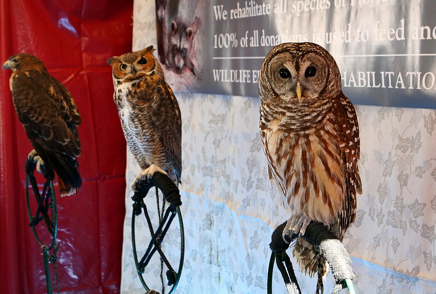 The Wildlife Education & Rehabilitation Center, Inc. had an information booth set up in Five Points Park with a hawk and three types of owls.