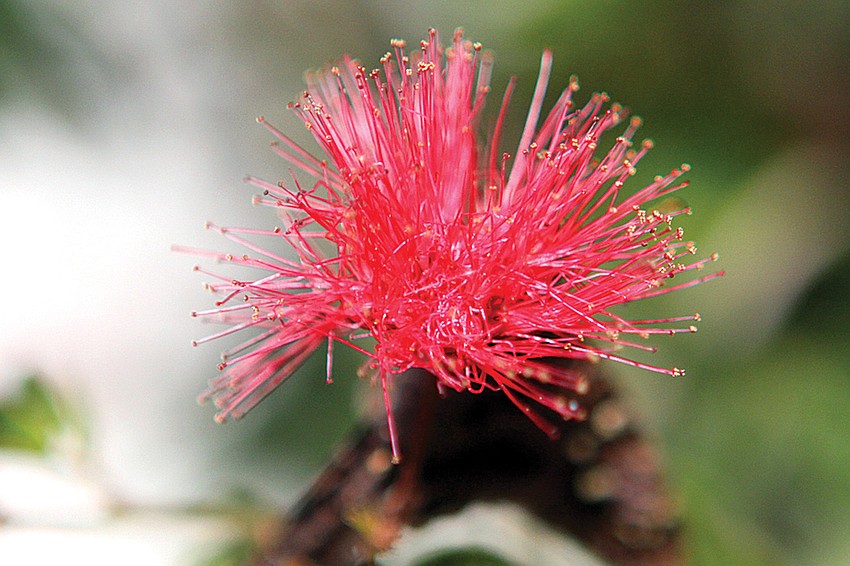 The dwarf powder puff plant is popular with butterflies due to its bright color.