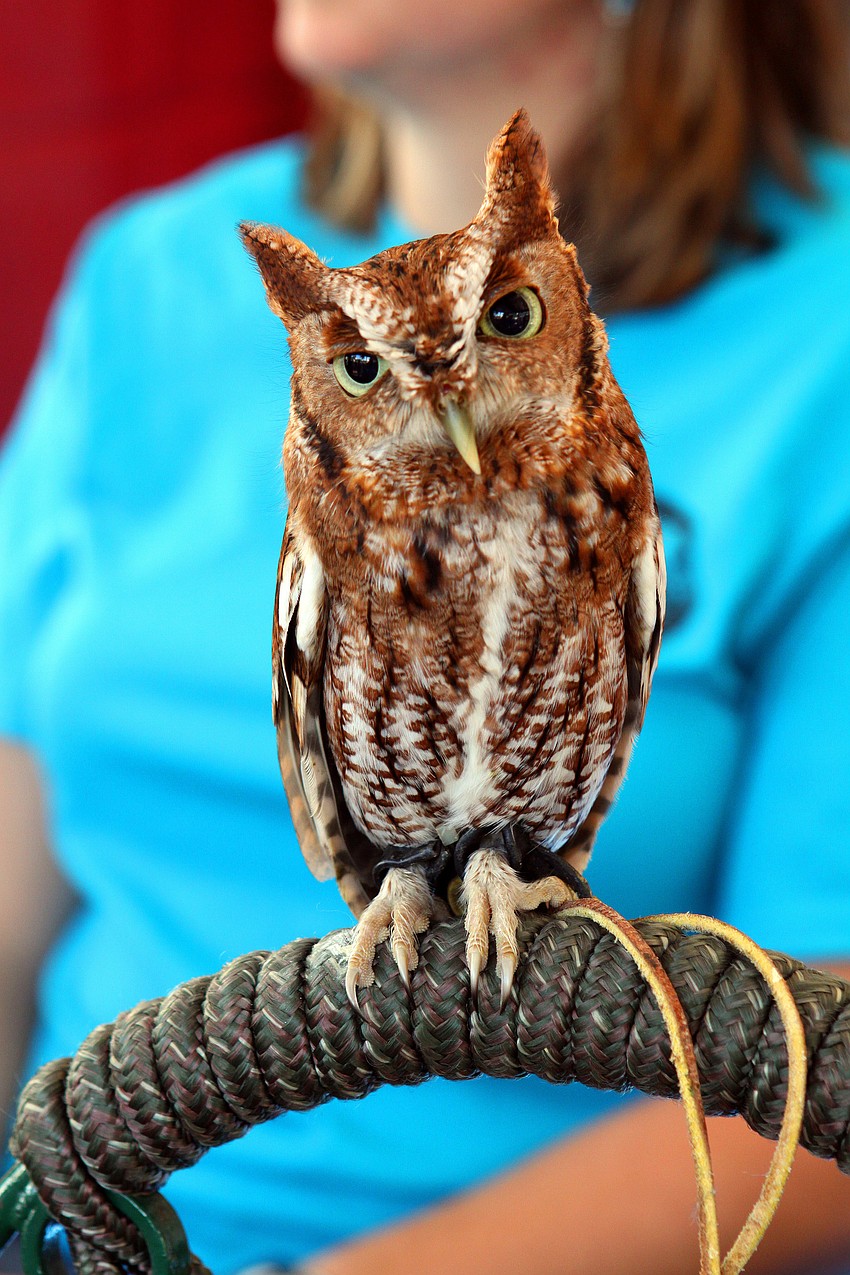 Hollywood the screech owl.