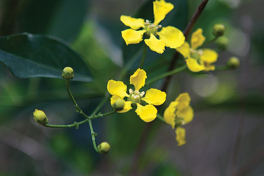 The yellow orchid vine is popular with the sulfur butterflies, and the seeds look like little butterflies.