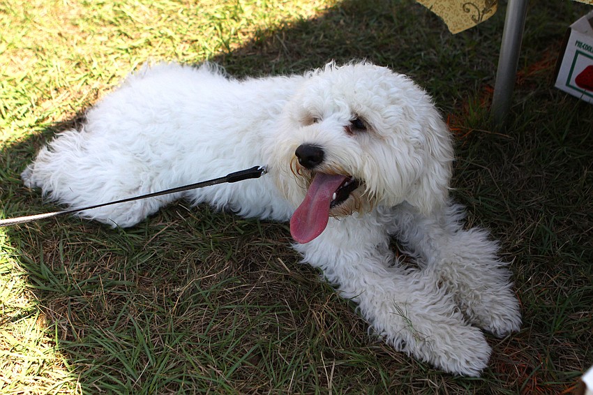 Homer was happy to find some shade, Saturday, March 24.