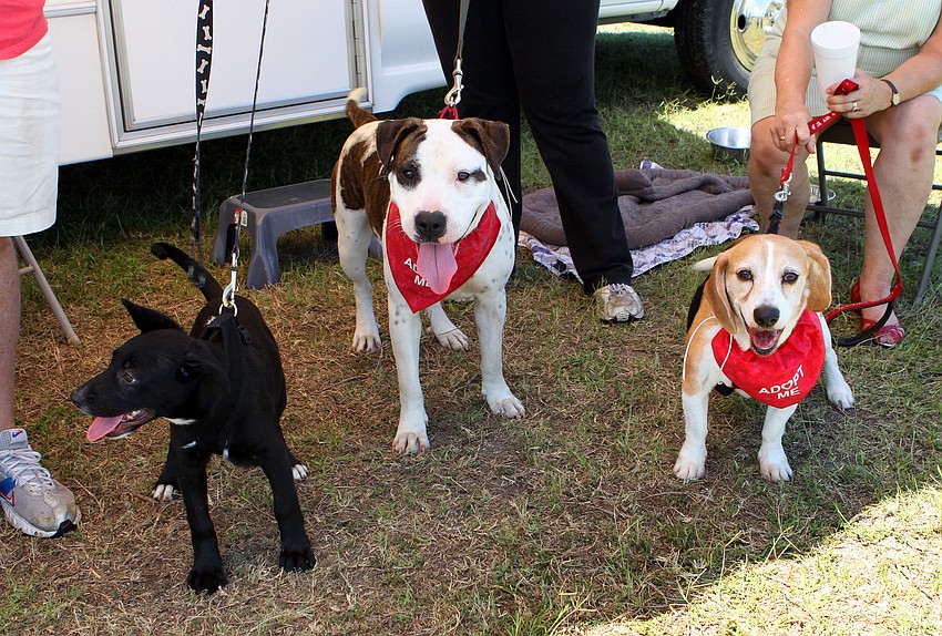 Kiera, Cookie and Frankie were just some of the animals from the Humane Society up for adoption, Saturday, March 24, at Springfest.
