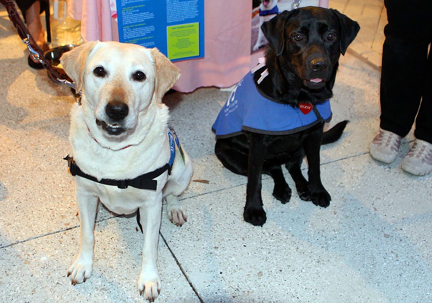 Tez and Dixie from Southeast Guide Dogs