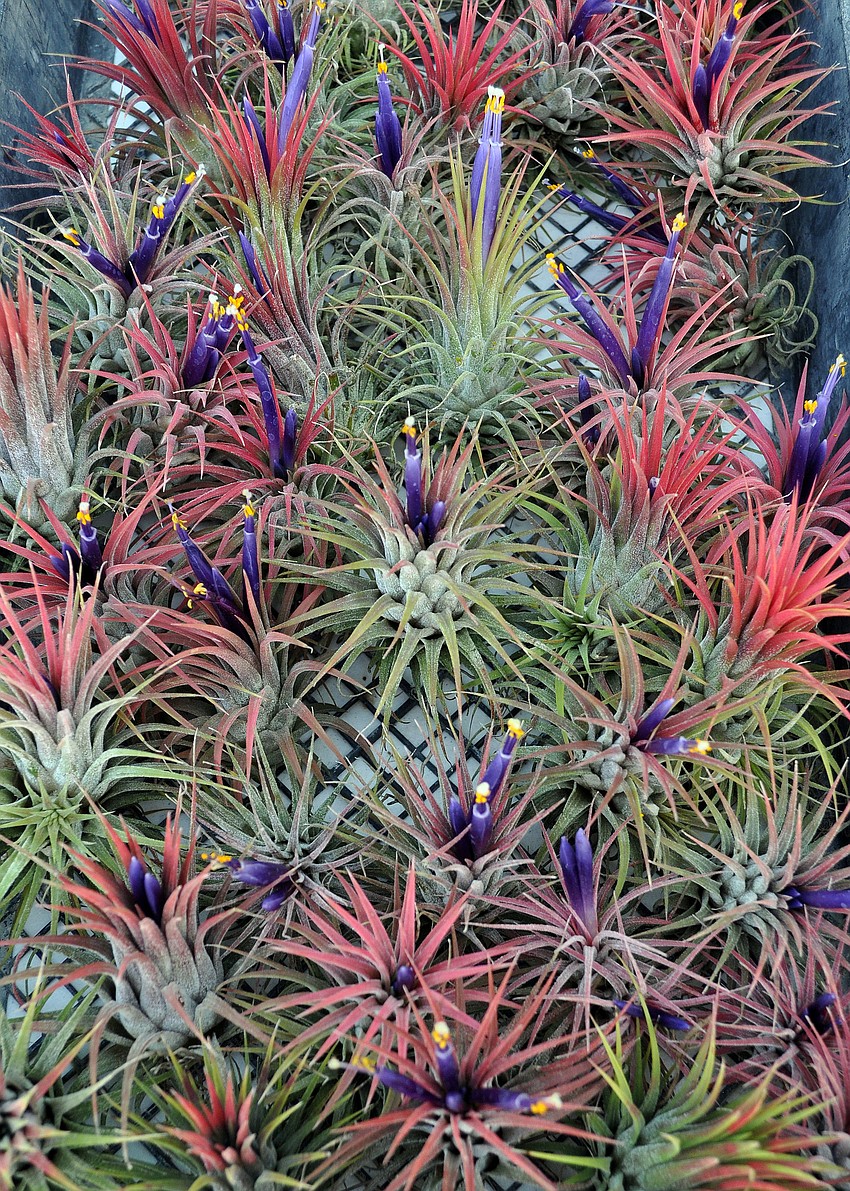 Blushing Birde airplants from Tropiflora