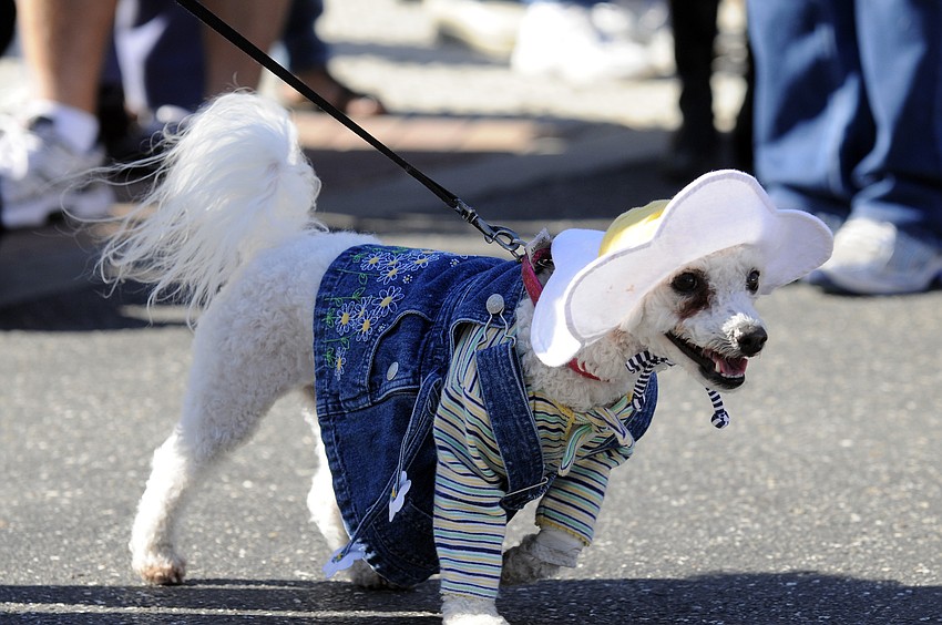 Five-year-old Daisy couldnâ€™t wait to walk in the parade.