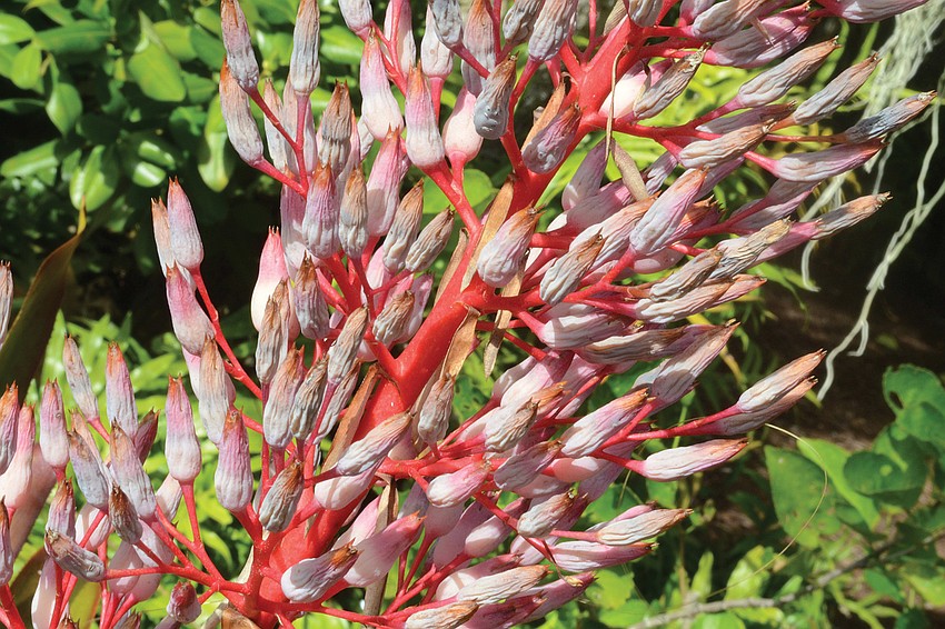 Aechmea, a member of the bromeliad family, produces foliage in green, yellow, red, burgundy and black and incorporates many patterns, spots, stripes and shadings.