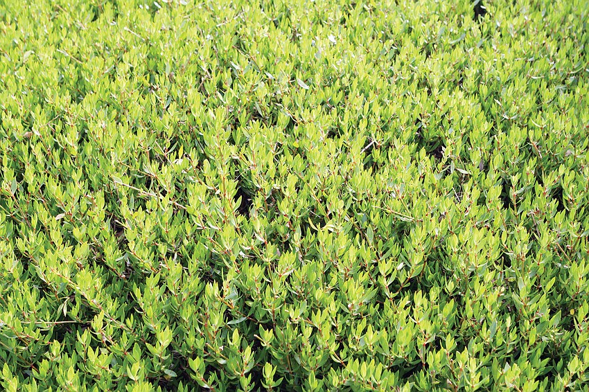 Golden beach creeper is a plant that has recently become more popular for use in landscaping.
