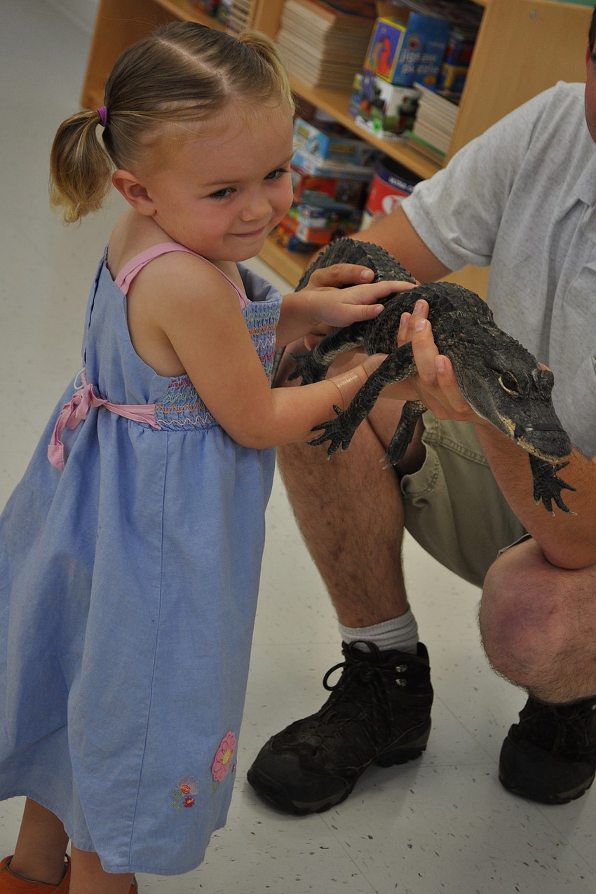 Meg Traeger felt the alligator's skin.