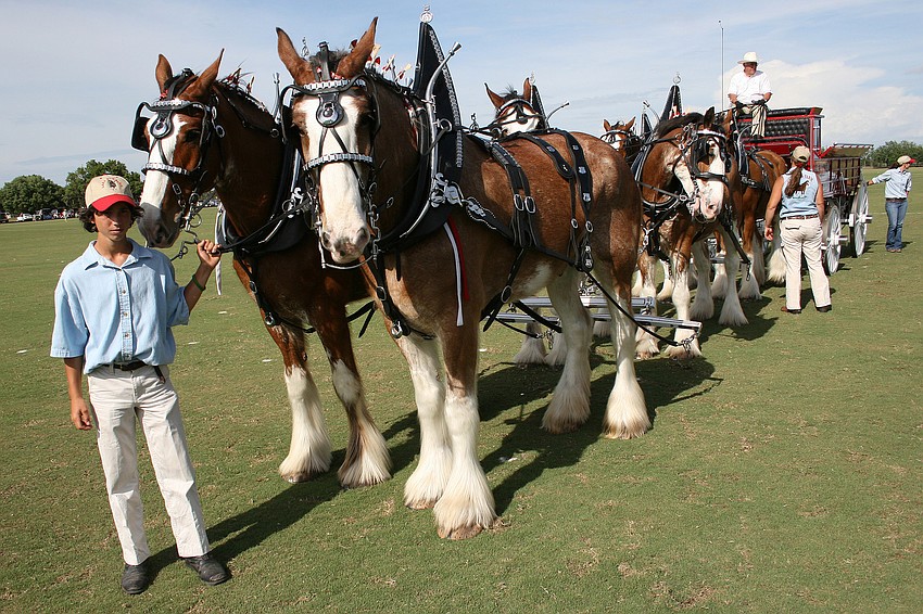 Eddie Margalef, 13, helped lead the Budweiser Clydesdales during halftime.