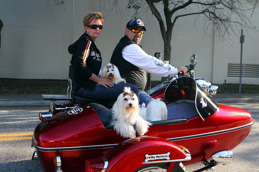 Marianne and Dan Blazowich rode through downtown Sarasota with their seven Malteses, Sunday, Jan. 8, at Thunder by the Bay.