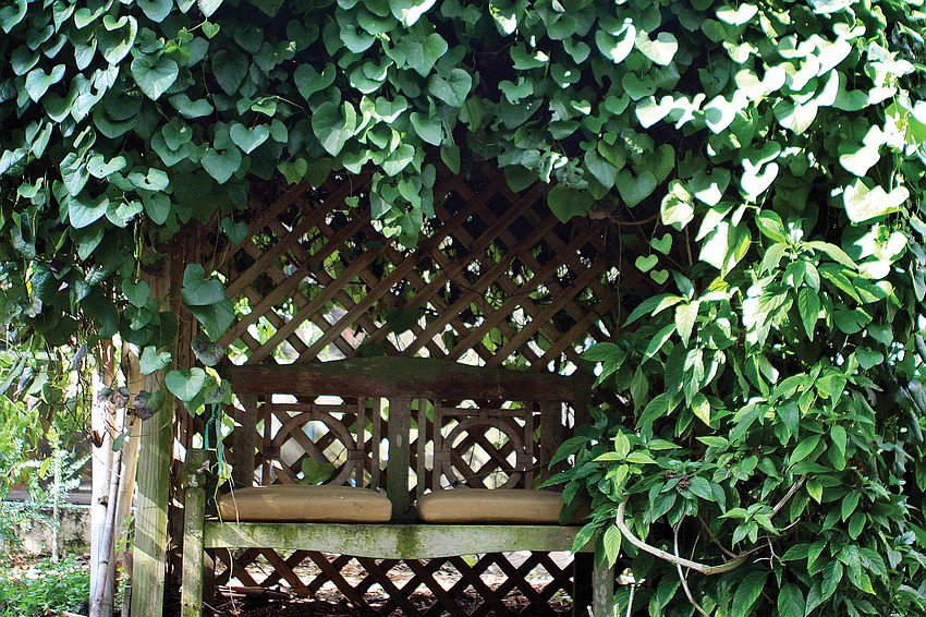 A small bench is hidden underneath a canopy of pipe vine, a favorite plant among all types of butterflies.