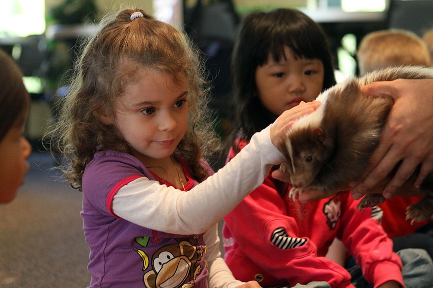 Giovanna Hansen pets Mocha the Skunk, Thursday, Jan. 12, inside the Parish Hall at St. Boniface.