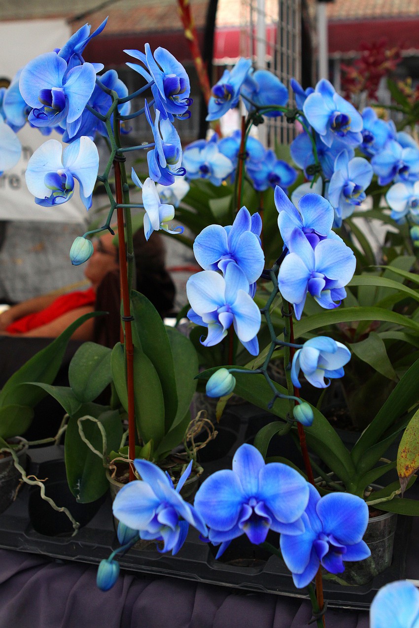 Majestic Foliage sold many of their blue orchids over the weekend at the Siesta Key Craft Festival.