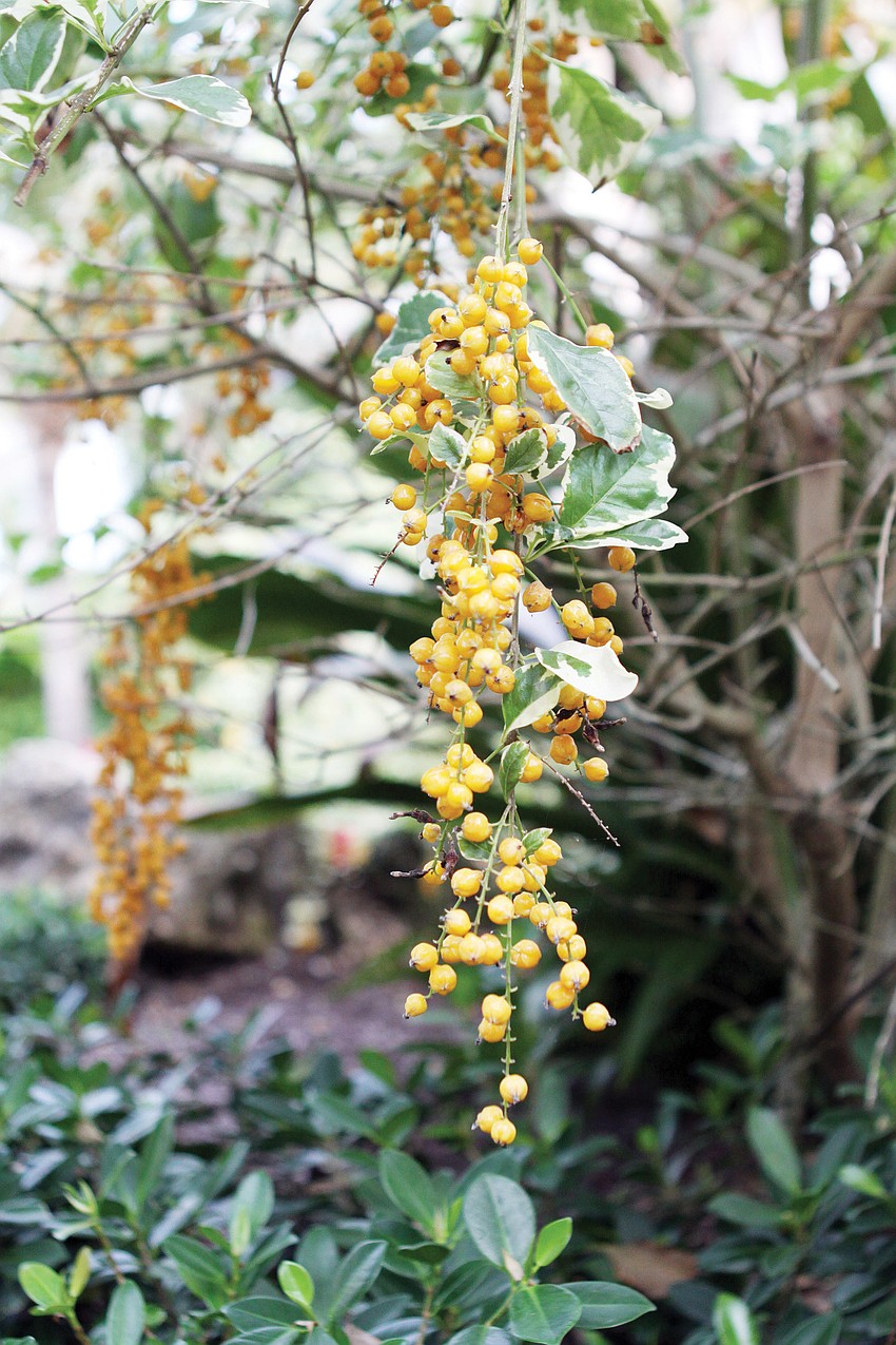 The yellow berries hang from the variegated golden dewdrop tree.