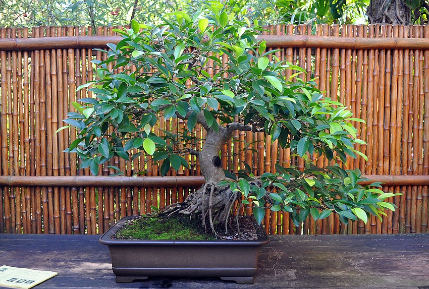 A ficus microcarpa was one of the many plants on display in the Bonasi section.