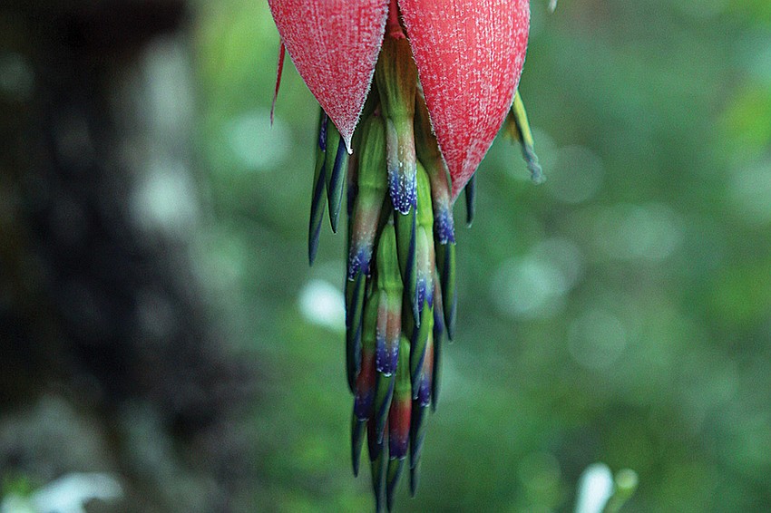 One of the many blooming billbergias in the Hayneses' butterfly garden.
