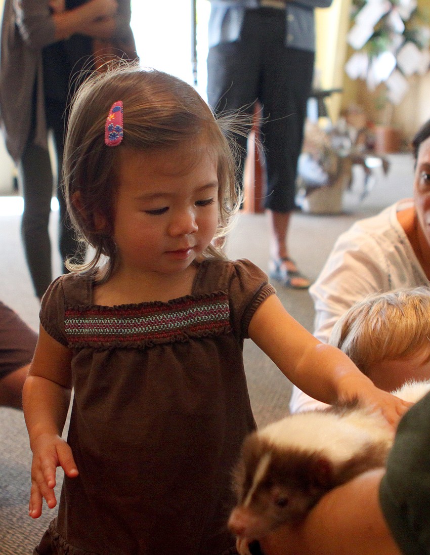 Moorea LaBar pets Mocha the skunk, Thursday, Jan. 12, inside the Parish Hall at St. Boniface.