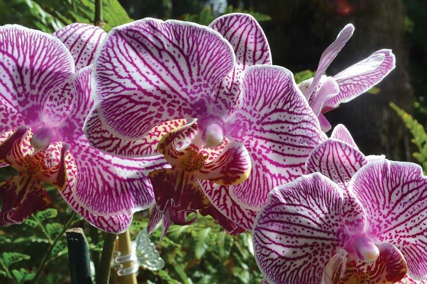 Yellow, purple and white orchids are currently in bloom.
