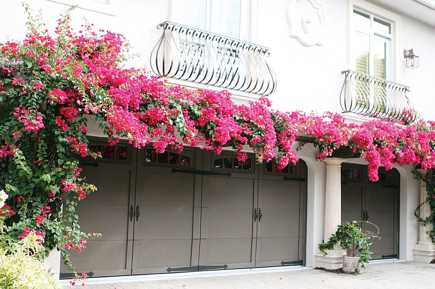 The bougainvillea plants are in full bloom and meet in the middle over the three-car garage.