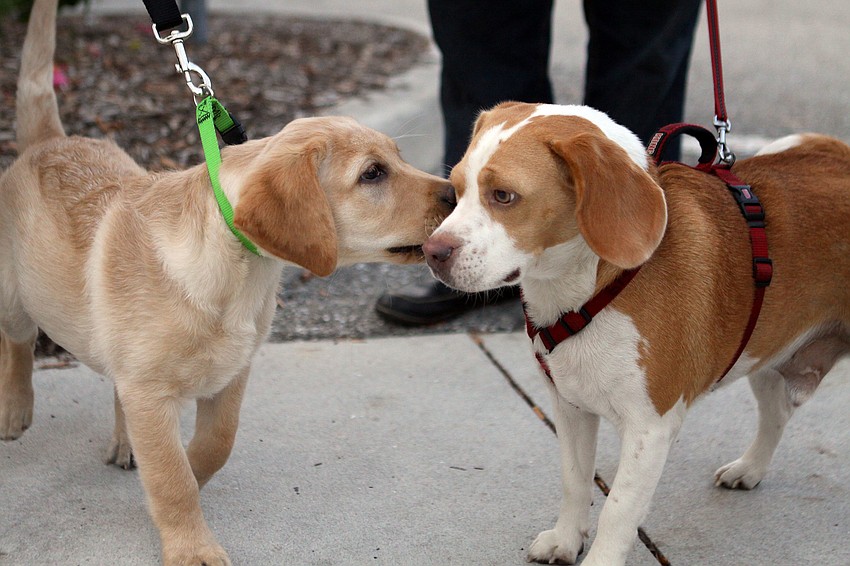 Stryker and Buster get to know one another.