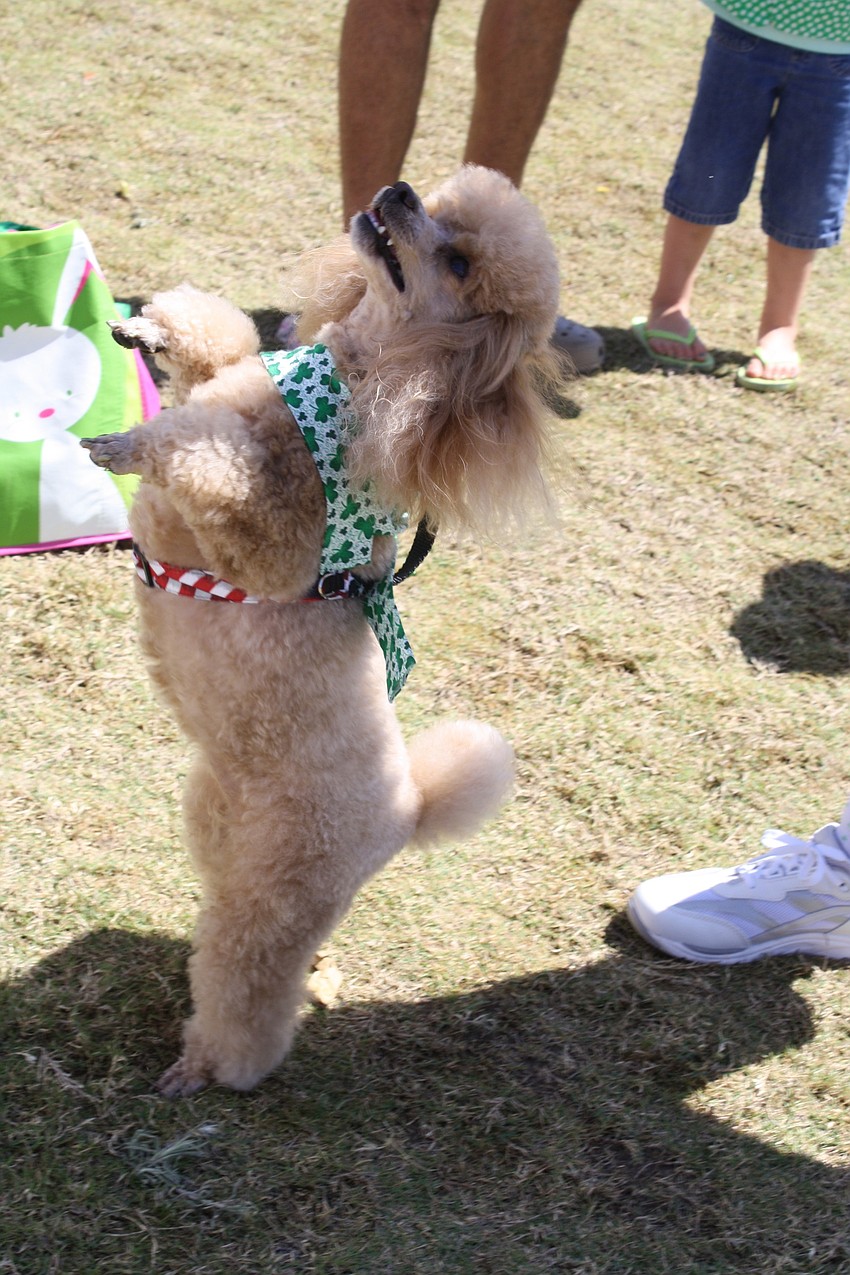 Angel - Therapy dog at SOLVE Maternity Homes