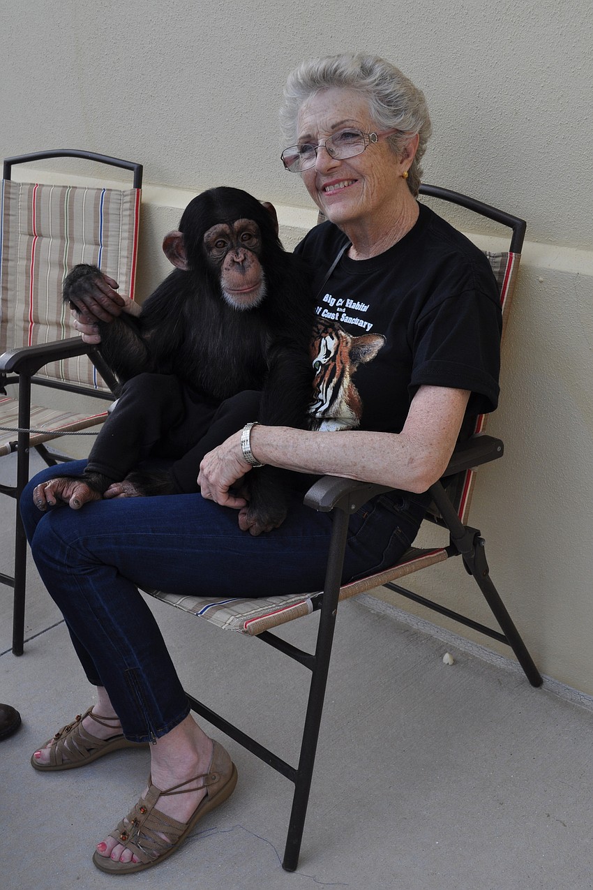 Chance, a 3-year-old ape from Big Cat Habitat, spent time with Rose Zavala.