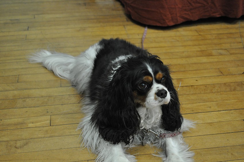 This dog kept watch over the booths.