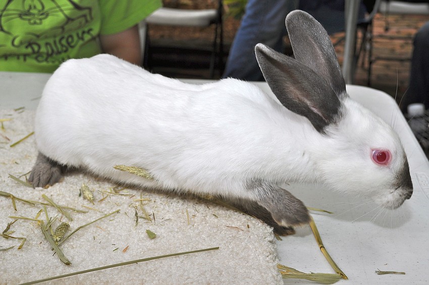 Several bunnies were available for cuddle time.